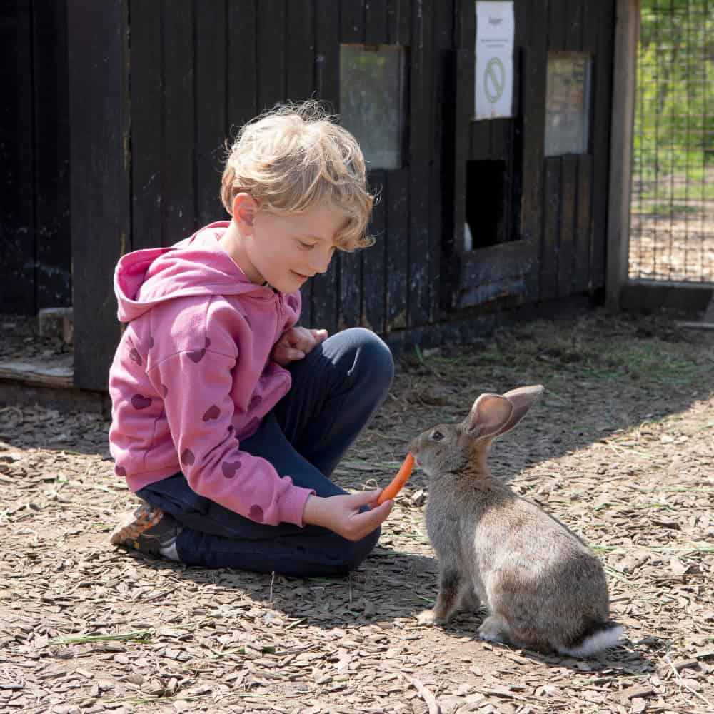 Minizoo-kaniner-4 Barn fodrer en kanin med en gulerod