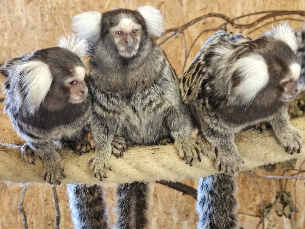 Minizoo-aber-1 Silkeaber sidder på et reb i MIni-Zoo på Løkken Klit Camping