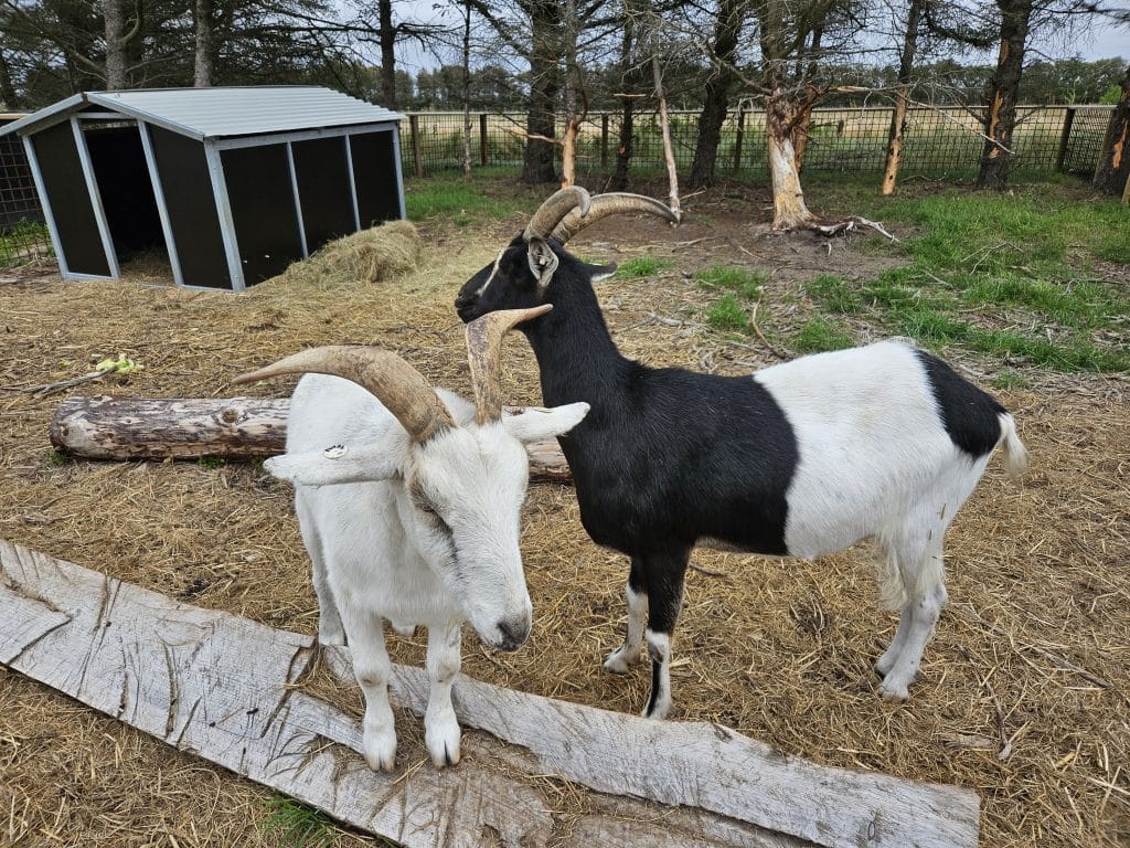 Minizoo-geder-1 To geder på træstammer i Mini-Zoo på Løkken Klit Camping