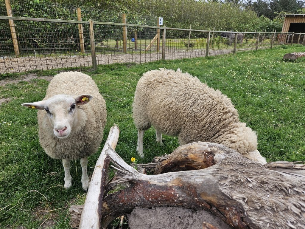 Minizoo-faar-1 To får ved en træstub i MiniZoo på Løkken Klit Camping