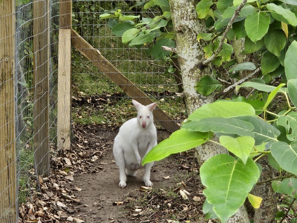 Minizoo-kaenguru-1 Hvid kænguru med blade i forgrunden i Mini-Zoo på Løkken Klit Camping
