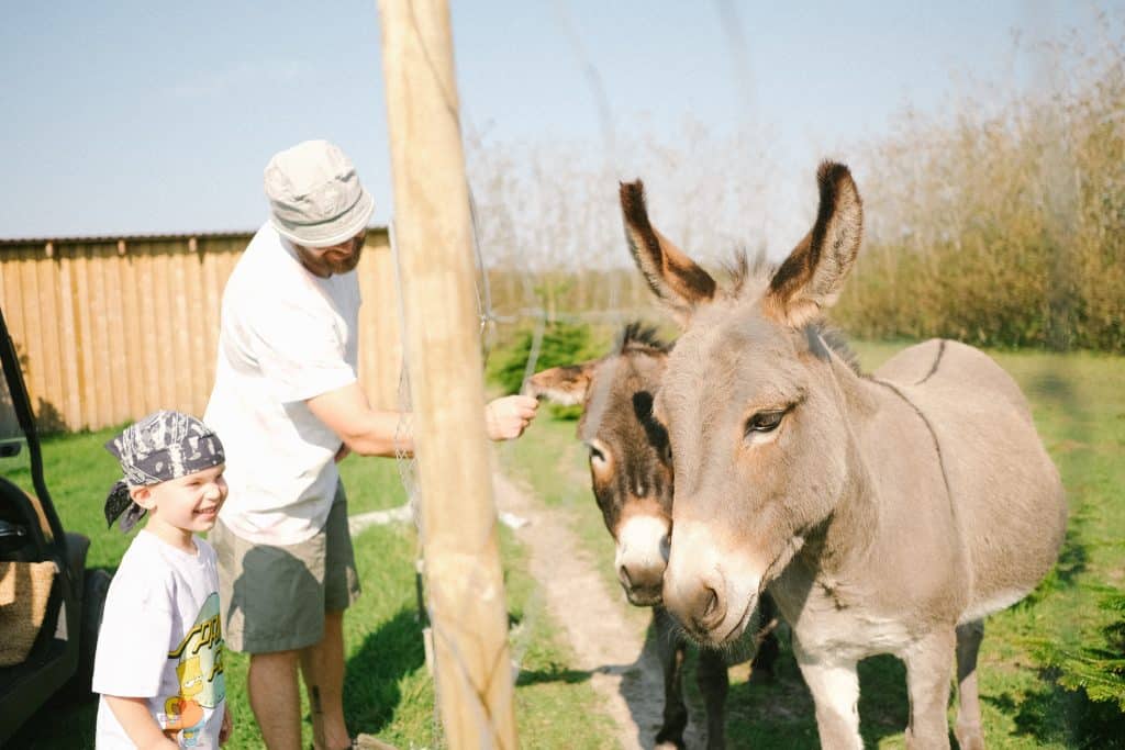 Minizoo-aesler-1 Far og søn hygger sig med æslerne i Mini-Zoo på Løkken Klit Camping