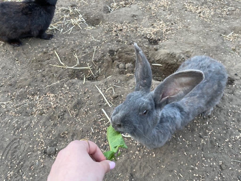 Minizoo-kaniner-2 Grå kanin bliver fodret med et blad i Mini-Zoo på Løkken Klit Camping